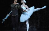 Swan Lake - 101566