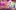TRPX115-RossAnnouncementVenueAssets-2000x1250-FINAL-aspect-ratio-2000-1093