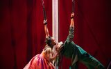 Tristan & Yseult – Photo by Steve Tanner